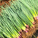 Shouhe Red Skin Scallion Seeds – Easy to grow, strong disease resistance, wide adaptability, rich aroma, great taste