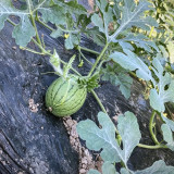 Xiaofeng Watermelon Seeds – Premium early-maturing variety, easy to grow, golden yellow flesh, thin rind, high sugar content