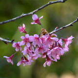 Winter Cherry Seeds | Prunus cerasoides – Deciduous Tree 3-10m, Full Sun Loving, High Ornamental Value for Gardens