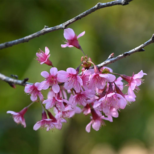 Winter Cherry Seeds | Prunus cerasoides – Deciduous Tree 3-10m, Full Sun Loving, High Ornamental Value for Gardens