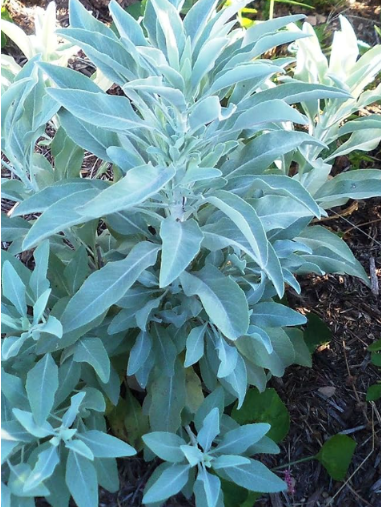 White Sage Seeds, Salvia Apiana, Indian Herb