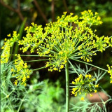 ANE02 Dill Seeds – Culinary Herb, Yellow Flowers, Multi-Purpose, Suitable for Home Gardening, Easy to Cultivate
