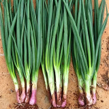 Shouhe Red Skin Scallion Seeds – Easy to grow, strong disease resistance, wide adaptability, rich aroma, great taste