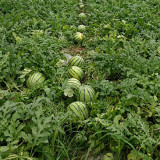 Linglong Yellow Watermelon Seeds – Yellow-flesh variety, early-maturing, easy to grow, 13% sugar content, excellent flavor