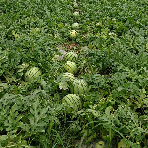 Linglong Yellow Watermelon Seeds – Yellow-flesh variety, early-maturing, easy to grow, 13% sugar content, excellent flavor