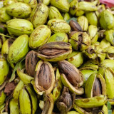 Pecan Seeds | Carya Illinoinensis | Sweet Kernels, Few Empty Nuts, Drought-Tolerant, Cold-Hardy, Grows in Warm Humid Climates