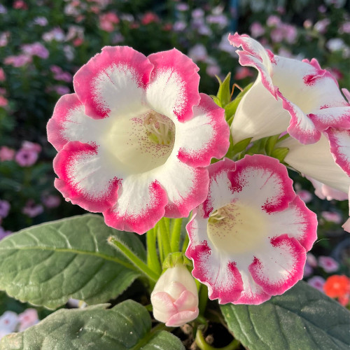 Gloxinia Seeds, Mixed 10+ Varieties – Sinningia speciosa, Bell-Shaped Blooms, Compact Ornamental Indoor Perennial