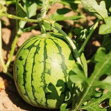 Linglong Yellow Watermelon Seeds – Yellow-flesh variety, early-maturing, easy to grow, 13% sugar content, excellent flavor