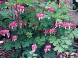 Pink Pacific Bleeding Heart Seeds | Dicentra Formosa