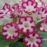 Gloxinia Seeds, Mixed 10+ Varieties – Sinningia speciosa, Bell-Shaped Blooms, Compact Ornamental Indoor Perennial