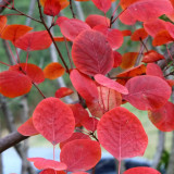 Smoke Tree Seeds – Cotinus coggygria, Red Fall Foliage, Drought Tolerant Shrub for Lawns & Hillsides