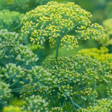 ANE02 Dill Seeds – Culinary Herb, Yellow Flowers, Multi-Purpose, Suitable for Home Gardening, Easy to Cultivate