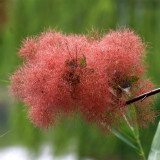 Smoke Tree Seeds – Cotinus coggygria, Red Fall Foliage, Drought Tolerant Shrub for Lawns & Hillsides