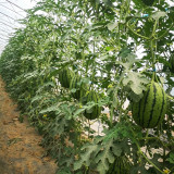 Xiaofeng Watermelon Seeds – Premium early-maturing variety, easy to grow, golden yellow flesh, thin rind, high sugar content