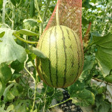 Xiaofeng Watermelon Seeds – Premium early-maturing variety, easy to grow, golden yellow flesh, thin rind, high sugar content