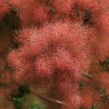 Smoke Tree Seeds – Cotinus coggygria, Red Fall Foliage, Drought Tolerant Shrub for Lawns & Hillsides