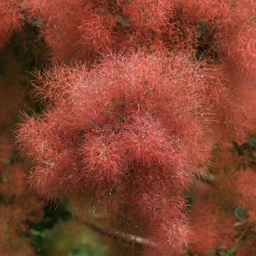 Smoke Tree Seeds – Cotinus coggygria, Red Fall Foliage, Drought Tolerant Shrub for Lawns & Hillsides