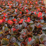 Bronze Leaf Red Flower Begonia Seeds | Compact Upright, Long Blooming for Borders & Containers