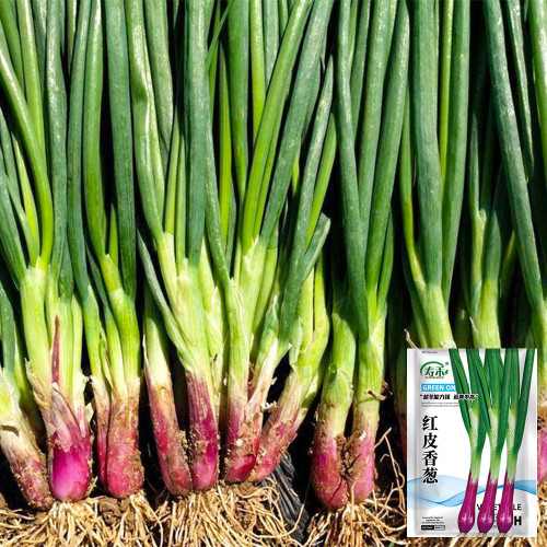 Shouhe Red Skin Scallion Seeds – Easy to grow, strong disease resistance, wide adaptability, rich aroma, great taste