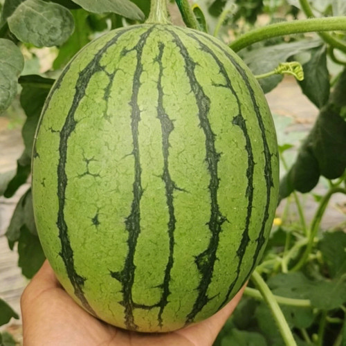 Xiaofeng Watermelon Seeds – Premium early-maturing variety, easy to grow, golden yellow flesh, thin rind, high sugar content