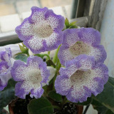 Gloxinia Seeds, Mixed 10+ Varieties – Sinningia speciosa, Bell-Shaped Blooms, Compact Ornamental Indoor Perennial
