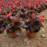 Bronze Leaf Red Flower Begonia Seeds | Compact Upright, Long Blooming for Borders & Containers