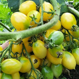Crazy Barry Cherry Tomato Seeds – Easy to Grow, Extremely High Yield, Sweet & Juicy Flesh, Ornamental Garden Variety