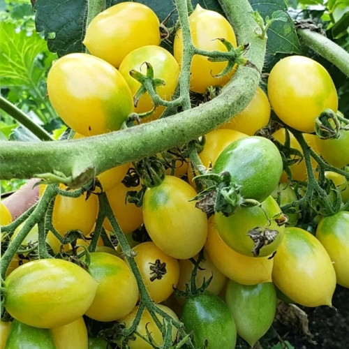 Crazy Barry Cherry Tomato Seeds – Easy to Grow, Extremely High Yield, Sweet & Juicy Flesh, Ornamental Garden Variety