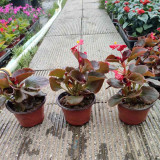 Bronze Leaf Red Flower Begonia Seeds | Compact Upright, Long Blooming for Borders & Containers