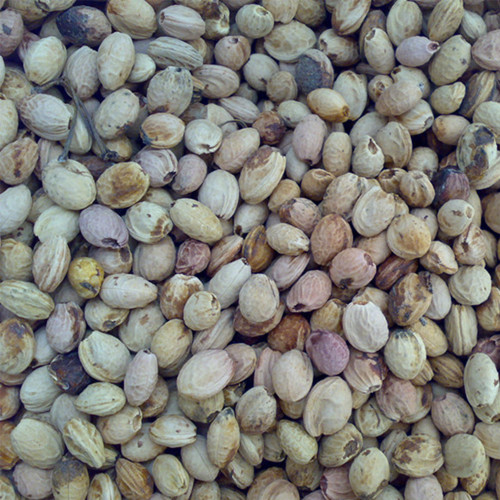 Winter Cherry Seeds | Prunus cerasoides – Deciduous Tree 3-10m, Full Sun Loving, High Ornamental Value for Gardens
