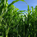Sudangrass Seeds | Annual Livestock Forage Grass, Drought Tolerant, High Yield, Nutrient-Rich, Simple Hay Processing