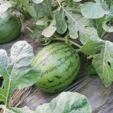 Xiaofeng Watermelon Seeds – Premium early-maturing variety, easy to grow, golden yellow flesh, thin rind, high sugar content