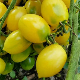 Crazy Barry Cherry Tomato Seeds – Easy to Grow, Extremely High Yield, Sweet & Juicy Flesh, Ornamental Garden Variety