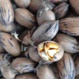 Pecan Seeds | Carya Illinoinensis | Sweet Kernels, Few Empty Nuts, Drought-Tolerant, Cold-Hardy, Grows in Warm Humid Climates