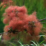 Smoke Tree Seeds – Cotinus coggygria, Red Fall Foliage, Drought Tolerant Shrub for Lawns & Hillsides