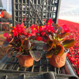 Bronze Leaf Red Flower Begonia Seeds | Compact Upright, Long Blooming for Borders & Containers