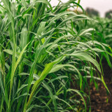 Sudangrass Seeds | Annual Livestock Forage Grass, Drought Tolerant, High Yield, Nutrient-Rich, Simple Hay Processing