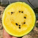 Linglong Yellow Watermelon Seeds – Yellow-flesh variety, early-maturing, easy to grow, 13% sugar content, excellent flavor
