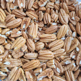 Pecan Seeds | Carya Illinoinensis | Sweet Kernels, Few Empty Nuts, Drought-Tolerant, Cold-Hardy, Grows in Warm Humid Climates