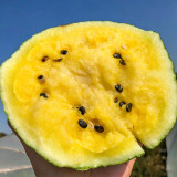 Linglong Yellow Watermelon Seeds – Yellow-flesh variety, early-maturing, easy to grow, 13% sugar content, excellent flavor