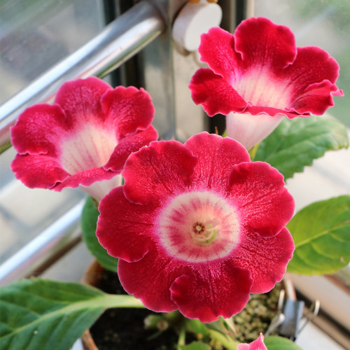 Gloxinia Seeds, Mixed 10+ Varieties – Sinningia speciosa, Bell-Shaped Blooms, Compact Ornamental Indoor Perennial