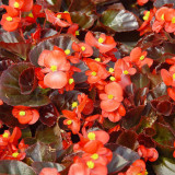 Bronze Leaf Red Flower Begonia Seeds | Compact Upright, Long Blooming for Borders & Containers