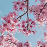Winter Cherry Seeds | Prunus cerasoides – Deciduous Tree 3-10m, Full Sun Loving, High Ornamental Value for Gardens