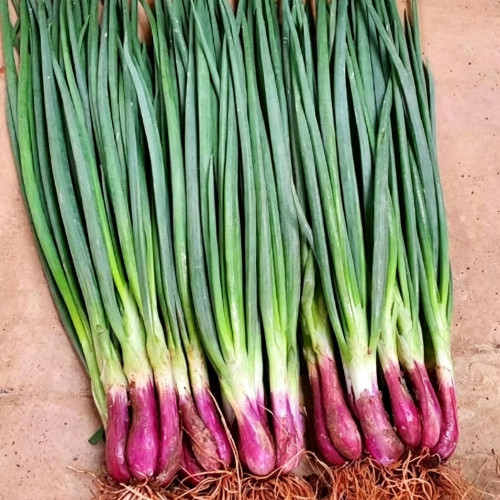 Shouhe Red Skin Scallion Seeds – Easy to grow, strong disease resistance, wide adaptability, rich aroma, great taste