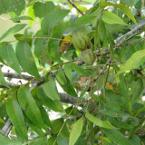 Pecan Seeds | Carya Illinoinensis | Sweet Kernels, Few Empty Nuts, Drought-Tolerant, Cold-Hardy, Grows in Warm Humid Climates