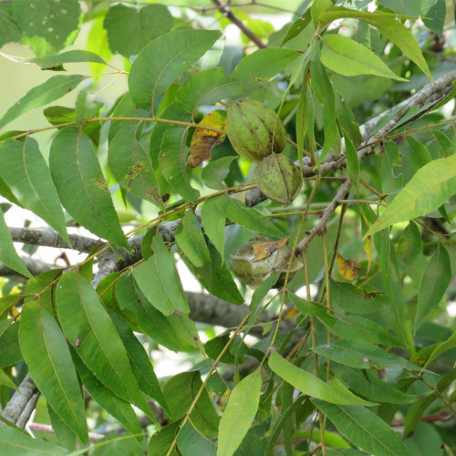 Pecan Seeds | Carya Illinoinensis | Sweet Kernels, Few Empty Nuts, Drought-Tolerant, Cold-Hardy, Grows in Warm Humid Climates