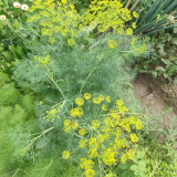 ANE02 Dill Seeds – Culinary Herb, Yellow Flowers, Multi-Purpose, Suitable for Home Gardening, Easy to Cultivate