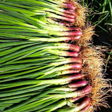 Shouhe Red Skin Scallion Seeds – Easy to grow, strong disease resistance, wide adaptability, rich aroma, great taste