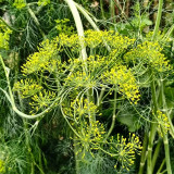 ANE02 Dill Seeds – Culinary Herb, Yellow Flowers, Multi-Purpose, Suitable for Home Gardening, Easy to Cultivate