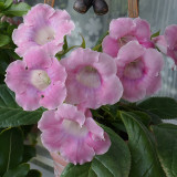 Gloxinia Seeds, Mixed 10+ Varieties – Sinningia speciosa, Bell-Shaped Blooms, Compact Ornamental Indoor Perennial